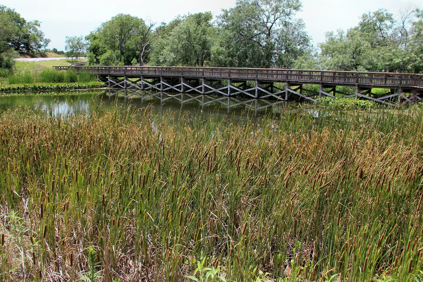 A wooden boardwalk crossing a pond edged with tall reeds, with trees behind